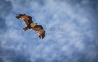 栗鸢,风,半空中,优美,纤细的,热带鸟,天空,美,水平画幅,云