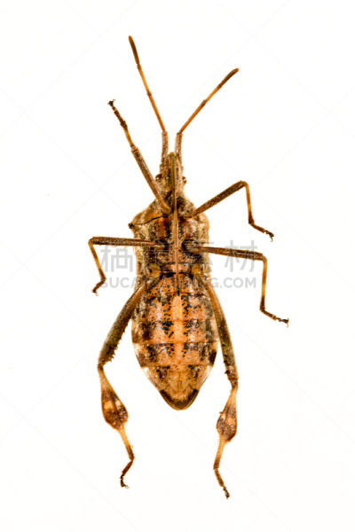 美国,昆虫,松树,西部裸鼻雀,山楂盾蝽,蝽,猎蝽科昆虫,heteroptera,盾蝽,半翅目