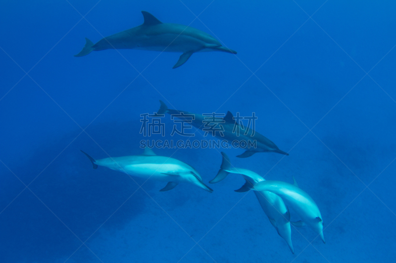 长吻原海豚,豌豆荚,太平洋岛屿,海洋生命,呼吸管,海豚,可那,动物群,水生动植物,水栖哺乳动物