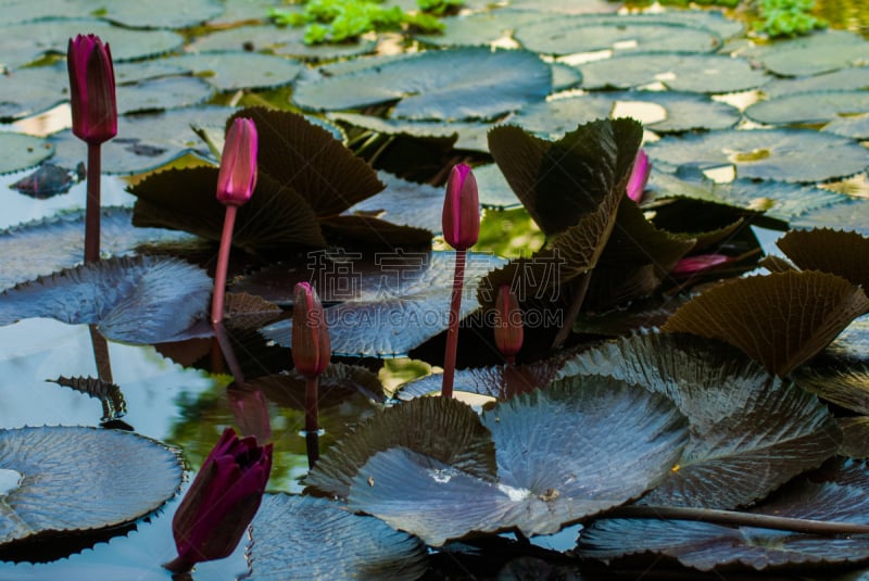 水,莲花坐式,印度,红色,蓝湖,正面视角,美,艺术,荷花,水平画幅