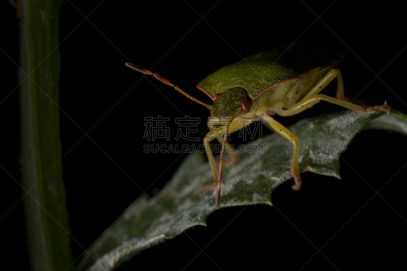 叶子,鹭管鱼,绿色,无脊椎动物,heteroptera,水平画幅,无人,大特写,园林,green shield bug