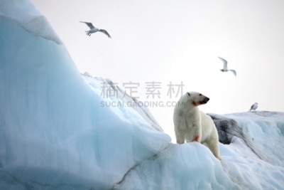 北极熊,可爱的,寒冷,濒危物种,野生动物,环境,雪,天气,哺乳纲,一只动物