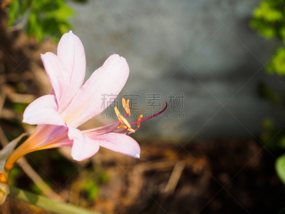 百合花,自然,植物,水平画幅,无人,粉色,野生植物,季节,野花,mystery lily
