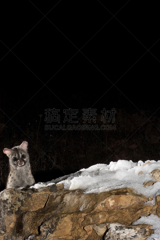 雪,西班牙,小斑点香猫,岩石,鹭管鱼,可爱的,动物主题,肖像,环境,好奇心