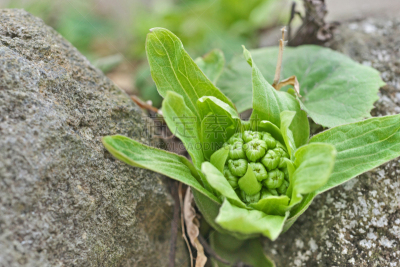 Petasites japonicus 
フキノトウ