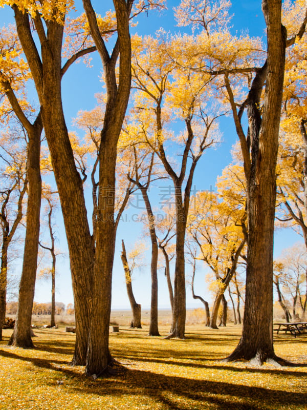 秋天,地形,alamosa county,科罗拉多州,自然,黄色,垂直画幅,图像,洛矶山脉,枝