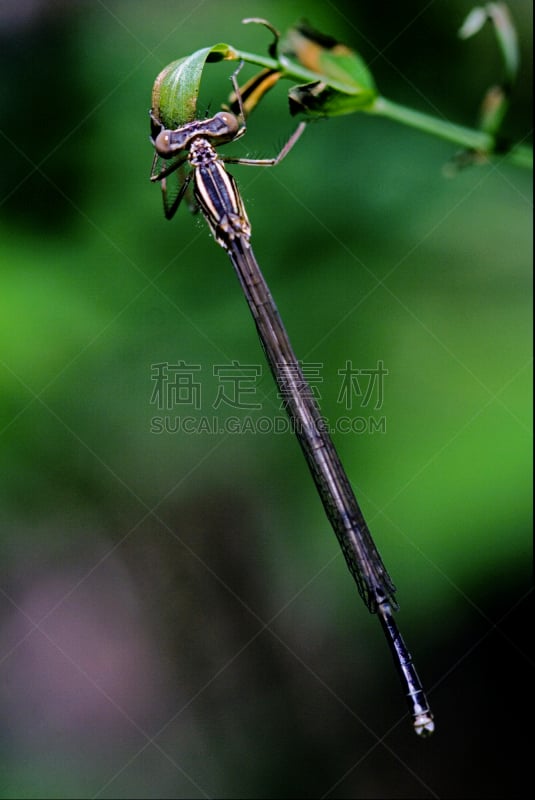 布兰,长尾蜻蜓,southern hawker dragonfly,窄翅蜻蛉,撇水蜻蜓,动物背脊,垂直画幅,褐色,爪子,动物身体部位