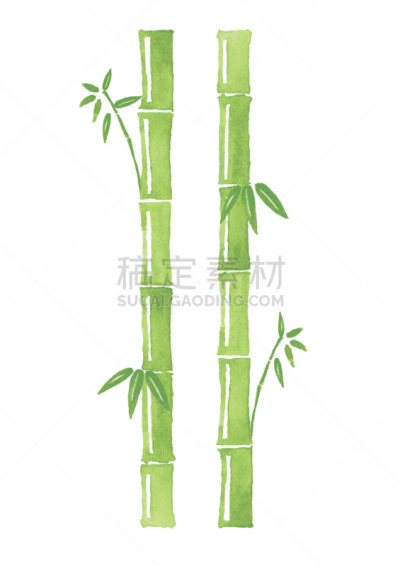 白色背景,水彩画颜料,竹,绘画插图,白色,自然,垂直画幅,风景,图像,竹林