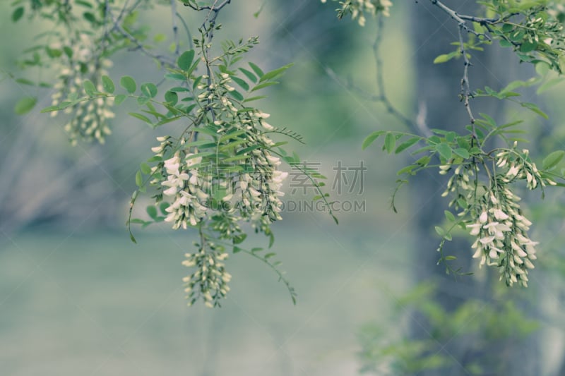 鲜花盛开,黑色,蝗虫,选择对焦,水,水平画幅,无人,户外,白色,植物