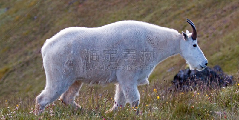 山,飓风,美国,雄性动物,野生白山羊,公园,奥林匹克山脉,水平画幅,雪,动物身体部位