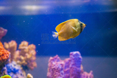 海洋,鱼类,晚礼服海胆,绿鳃鱼,鱼缸,小丑鱼,珊瑚色,水平画幅,橙色,无人