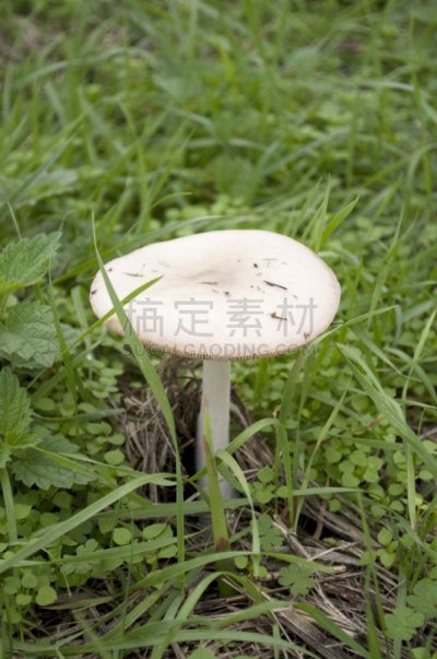 蘑菇,垂直画幅,鹅膏菌,无人,符号,夏天,户外,草,特写,明亮