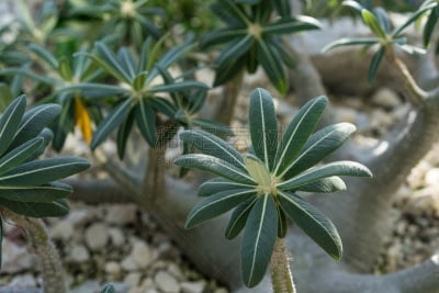 马达加斯加,植物,特写,陆地,石头,美,公园,green corn lily,水平画幅,非洲象
