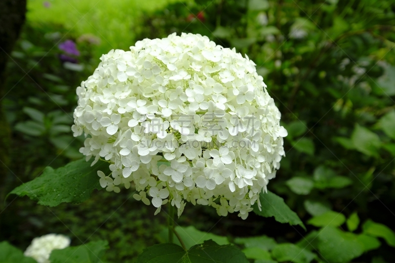 片山,八仙花属,京都府,日本,美,京都市,雨,水平画幅,无人,夏天