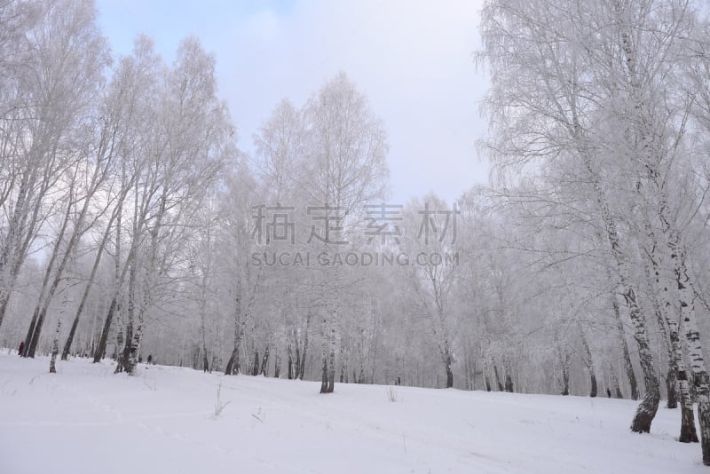 西伯利亚,森林,托姆斯克州,自然,天空,寒冷,水平画幅,地形,雪,无人