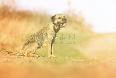 博德猎狐犬,狗,乐趣,自然,小狗,春天,自然美,喜剧演员,美,水平画幅
