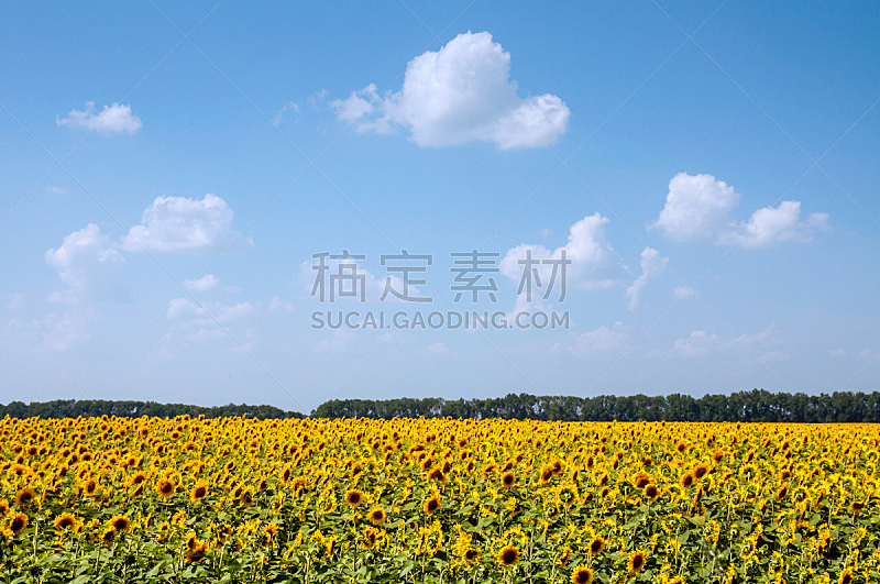 天空,蓝色,田地,向日葵,自然,水平画幅,无人,夏天,户外,植物