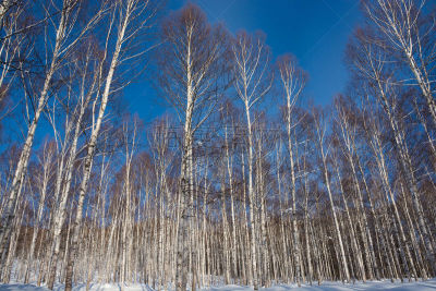 天空,冬天,森林,白桦,青绿色,自然,水平画幅,雪,无人,日本