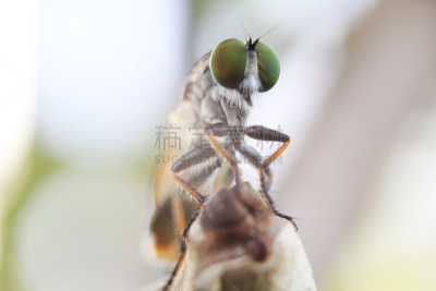 食虫虻,两翼昆虫,水平画幅,马蝇,马,动物身体部位,翅膀,昆虫,摄影,飞