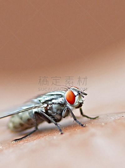 绿头苍蝇,青蝇,一致,垂直画幅,无人,平视角,野外动物,户外,特写,非凡的