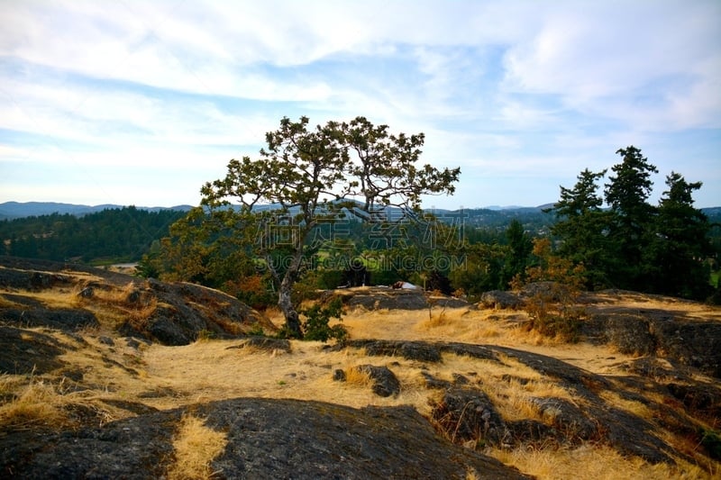 公园,岩石,高处,奥里根白栎,温哥华岛,水平画幅,山,无人,维多利亚,维多利亚州