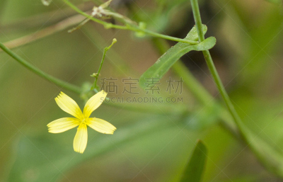 红散叶莴苣,自然,水平画幅,无人,野生植物,特写,仅一朵花,黄色,植物学,大特写