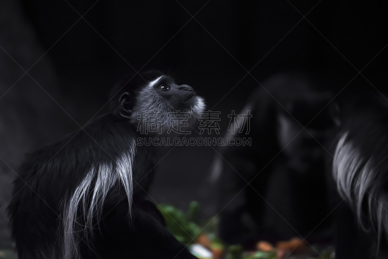 阿比西尼亚猫,black and white colobus,地名,水平画幅,户外,湖,哺乳纲,看,人的脸部,叶猴