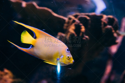 水族馆,女王扁鲛,水,美,水平画幅,大西洋,水下,神仙鱼,特写,礁石