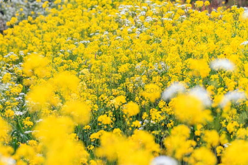 田地,黄色,峨参,山萝卜,芥菜,油菜花,美,水平画幅,芜菁,芸苔