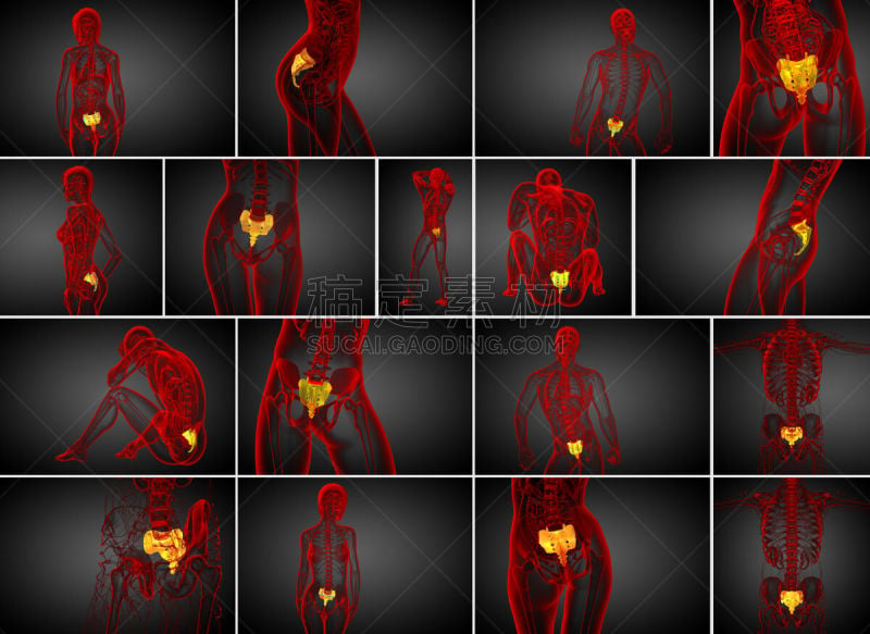骶骨,健康保健,三维图形,骨骼,绘画插图,尾骨,骶区,脊椎,脊柱,人类骨架
