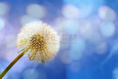 天空,蒲公英,图像特效,蓝色,大量物体,留白,时段,水平画幅,纹理效果,户外