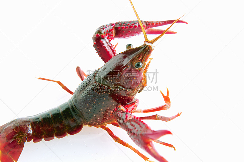 小龙虾,清新,水平画幅,无人,动物,白色背景,摄影