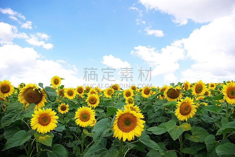 向日葵,农业,自然,黄色,图像,无人,农场,户外,天空,水平画幅