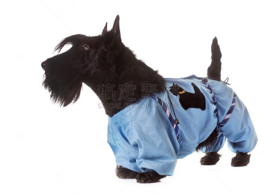 苏格兰粗毛猎狐犬,衣服,防水服,穿衣服,纯种犬,水平画幅,小的,无人,梗犬,时尚