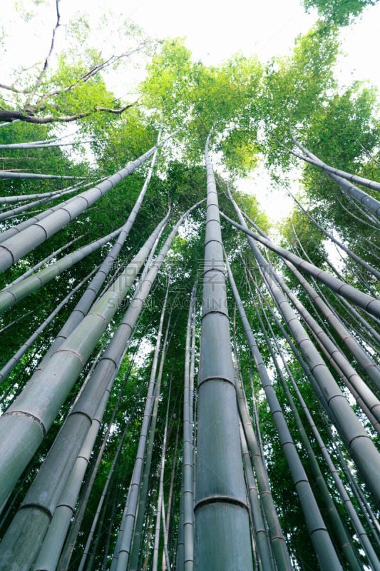 京都府,岚山,竹林,环境,环境保护,禅宗,著名景点,自然美,京都市,小路