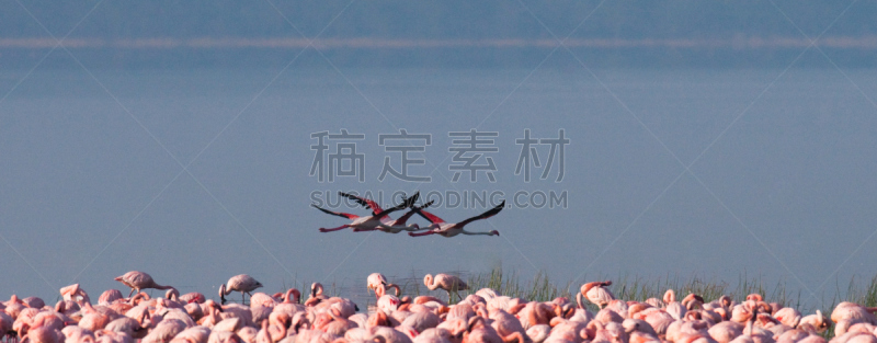肯尼亚,湖,火烈鸟,动物群,埃尔门特塔湖,柏哥利亚湖,小火烈鸟,纳库鲁湖,自然,水平画幅