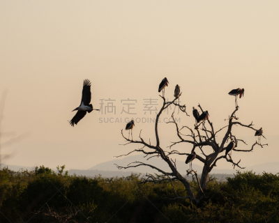 南非,非洲秃鹳,死亡的动物,动物群,殡仪员,户外,丑陋,环境,环境保护,自然