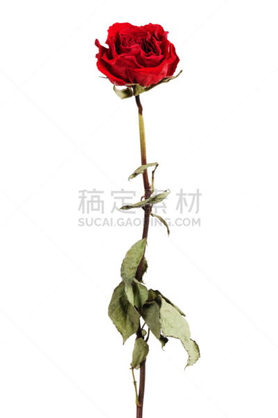 玫瑰,红色,干的,自然,垂直画幅,枯萎的,仿旧磨损的效果,无人,死的,背景分离