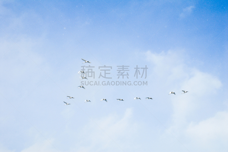 日本,北海道,网走市,冬天,羊群,鸟编队飞行,自然,水平画幅,地形,雪