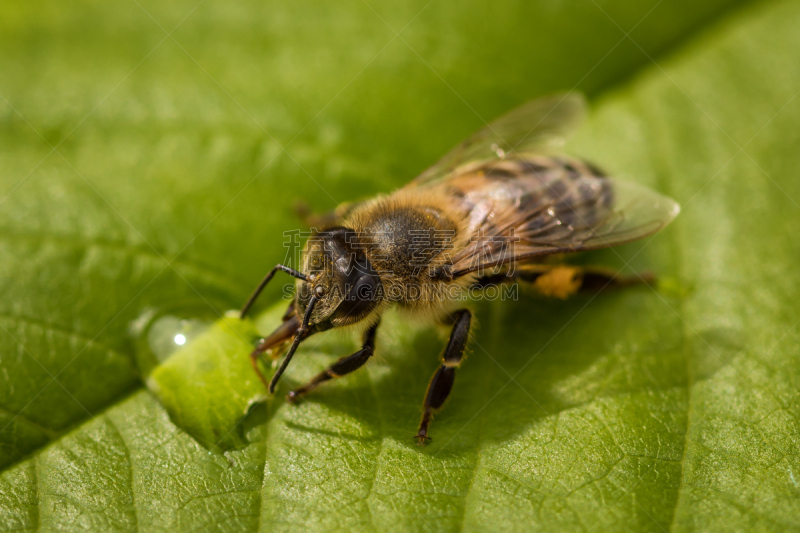 蜜蜂,蜂箱,水滴,蜂蜜,图像,大特写,叶子,蜂王浆,伞形科,beekeeper