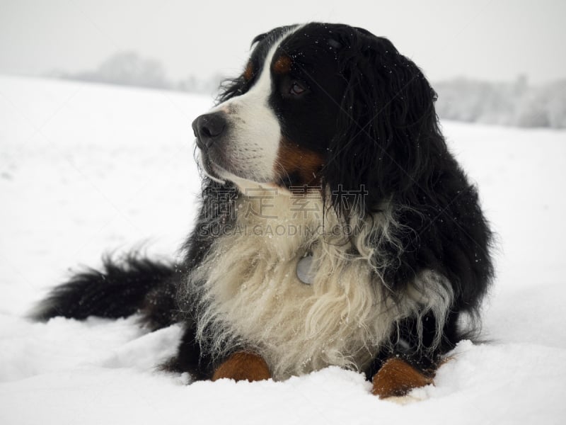 伯恩山犬,自然,公园,纯种犬,水平画幅,可爱的,雪,蓝色,肖像,户外