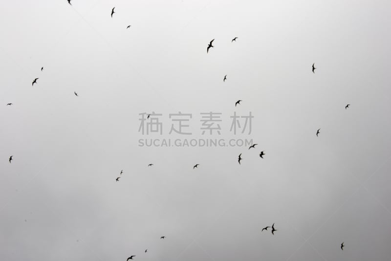 北极燕鸥,自然,天空,水平画幅,无人,鸟类,燕鸥,一群鸟,云景,岛