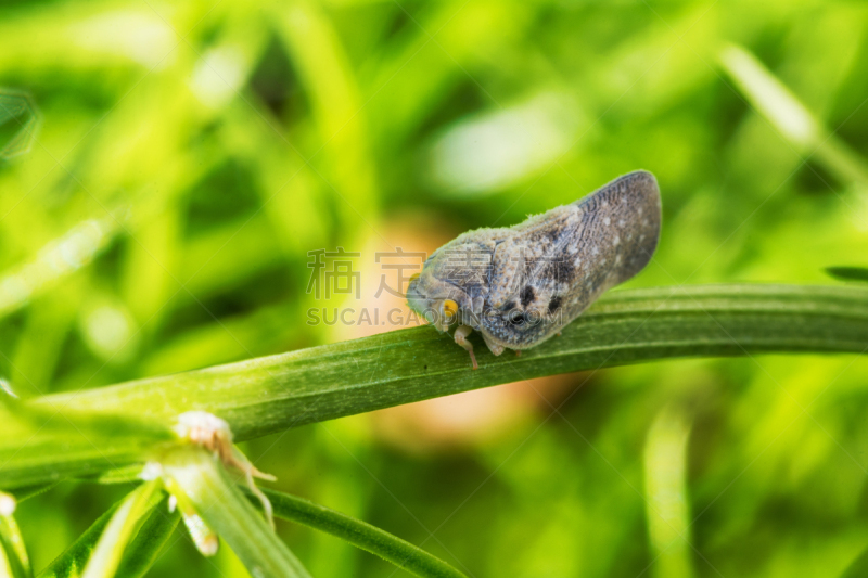 飞虱,柑橘属,水平画幅,无人,户外,特写,白色,叶蝉,植物,彩色图片