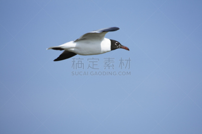 神父岛国家海岸,黑头海鸥,自然,天空,留白,野生动物,水平画幅,无人,蓝色,鸟类