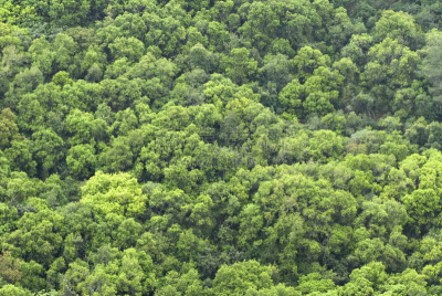 森林,背景,挂颈衣,得克萨斯州山丘郡,水平画幅,无人,热带雨林,夏天,制服,侧面视角