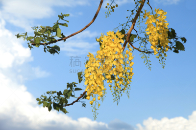 泰国,国内著名景点,金色,痕迹,自然,水平画幅,夏天,窦