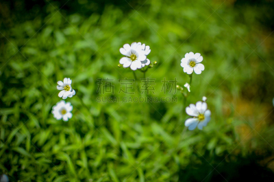 草,小的,白色,雏菊,草坪,暗色,清新,环境,环境保护,公园