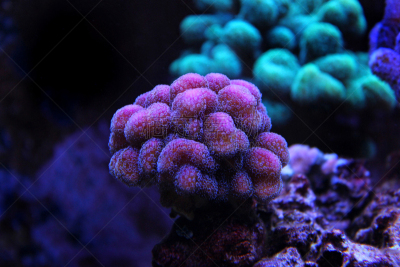 珊瑚,水,水平画幅,形状,无人,水下,特写,明亮,礁石,鱼缸