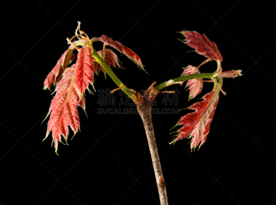 北方红橡树,嫩枝,水平画幅,枝繁叶茂,无人,特写,花蕾,植物,新生活,枝