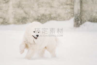 萨摩耶犬,进行中,雪,户外,白色,冬天,狗,幼小动物,宠物,跑